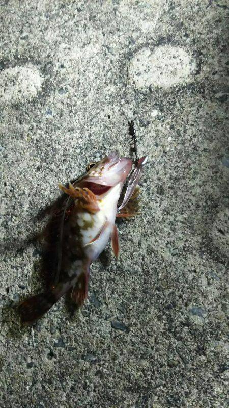 メバリングからのガシリング