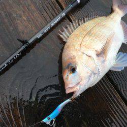 脱走マダイフィーバー