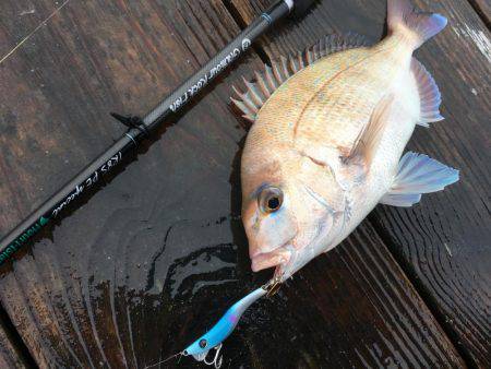 脱走マダイフィーバー