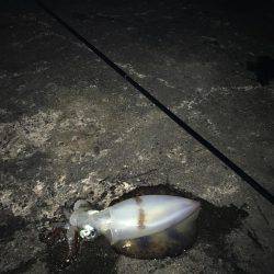 ヤエンでのアオリ釣果