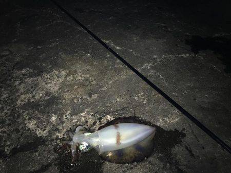 ヤエンでのアオリ釣果