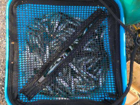 上津ダムのワカサギ、ラストスパート入りか