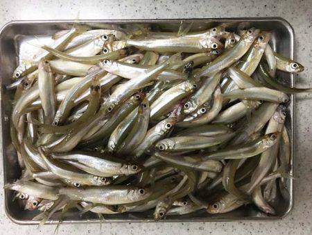 布目ダムもワカサギ好調