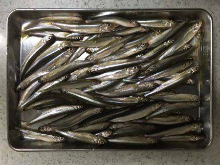 布目ダムのワカサギ、焼却場は渋め