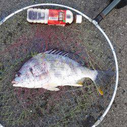 のっこみチヌ釣れました！