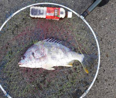 のっこみチヌ釣れました！