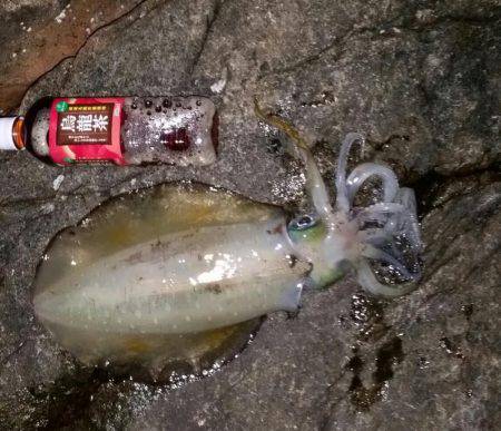 今年初エギング