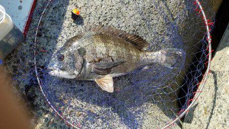 転居後初のクロダイ