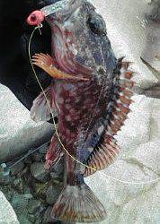 穴釣りのちメバリング