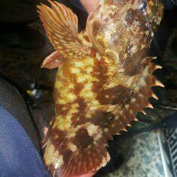 朝マヅメメバリング