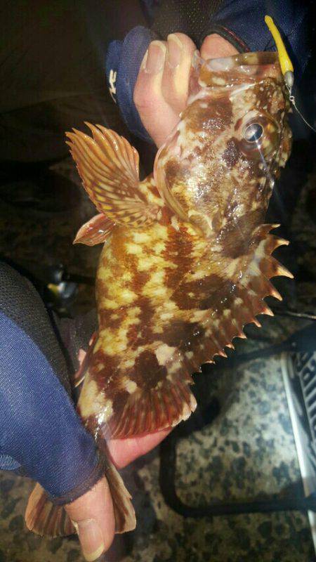 朝マヅメメバリング