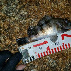 入れ食い泉南メバル