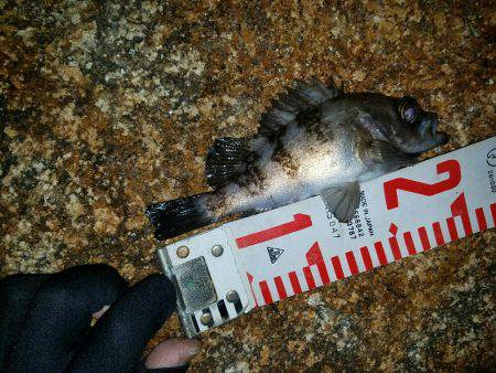 入れ食い泉南メバル