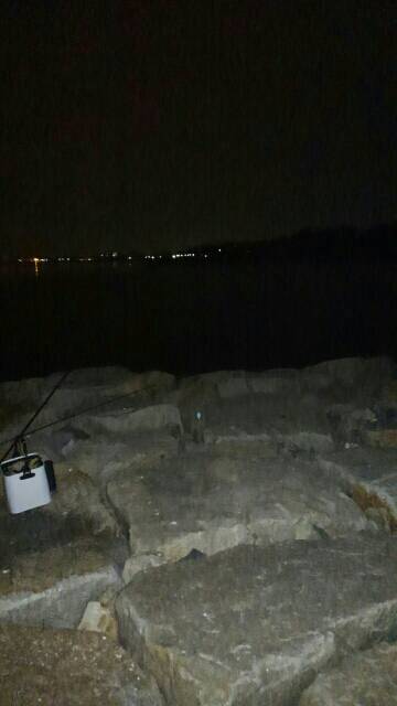 ボラまみれのなか…