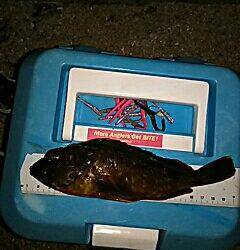 シャローのメバルは何処に！