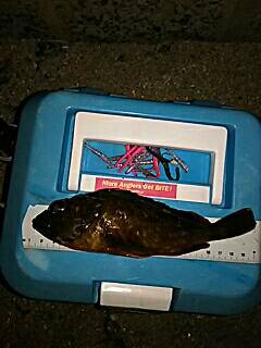 シャローのメバルは何処に！