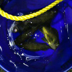 泉南プラッキングメバル