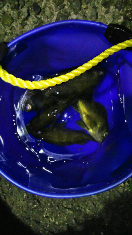 泉南プラッキングメバル