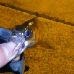 爆風メバリング