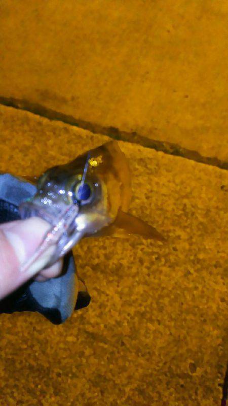 爆風メバリング