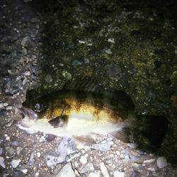 穴釣り後メバリング