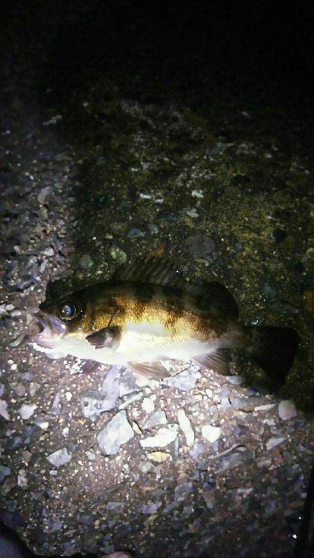 穴釣り後メバリング