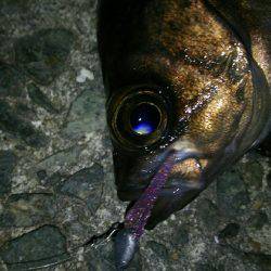 ブルーバック連発！