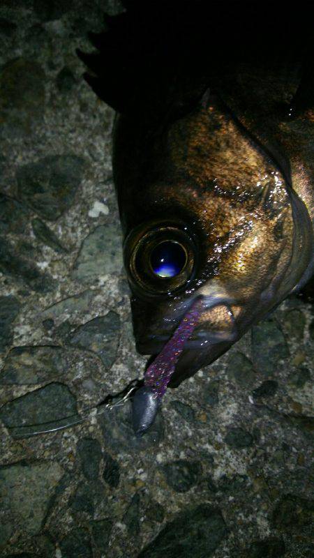 ブルーバック連発！