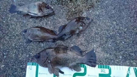 プラッキングメバル