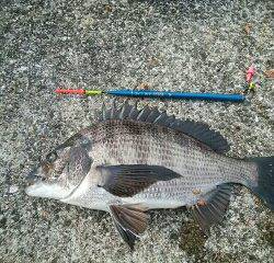 チヌ好調♪須磨海岸一文字