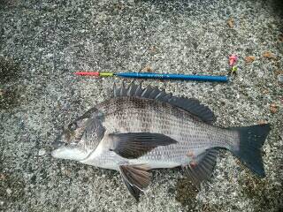 チヌ好調♪須磨海岸一文字