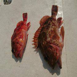 紀北沖ひとつテンヤ