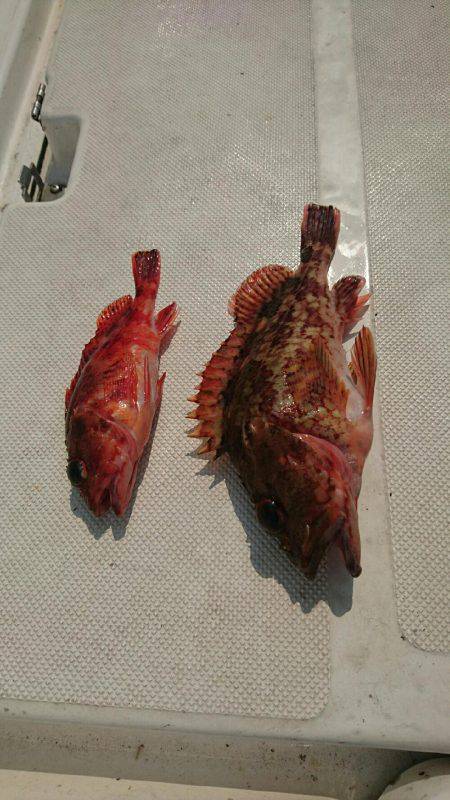 紀北沖ひとつテンヤ