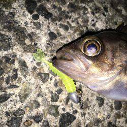 プラッキングメバル