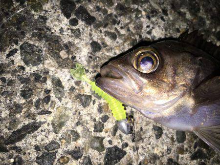 プラッキングメバル