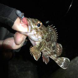 ガシラばっかり