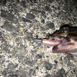 ボウズ逃れの癒しのガシラ