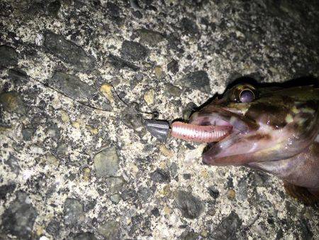 ボウズ逃れの癒しのガシラ