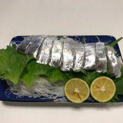 洲本沖  太刀魚 テンヤ