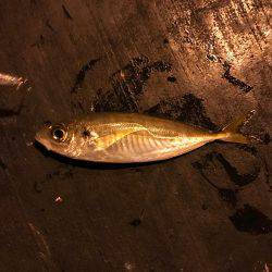 プラグで良型アジGet!!バリ気持ち良かった☆