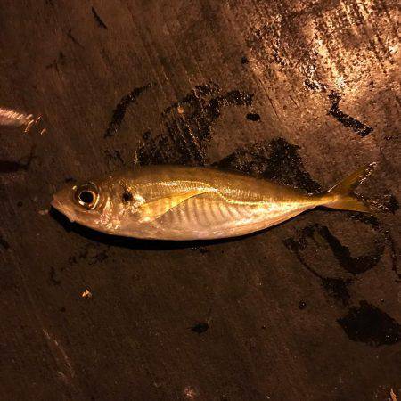 プラグで良型アジGet!!バリ気持ち良かった☆