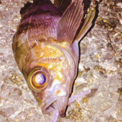 泉南メバリング