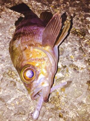 泉南メバリング