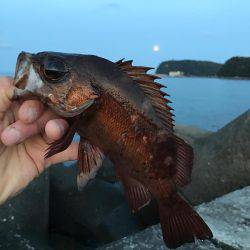 最高にヒキました。ギリギリ尺メバルいかないサイズ。