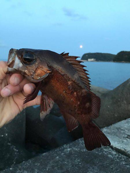 最高にヒキました。ギリギリ尺メバルいかないサイズ。