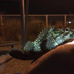 ある意味、五目釣り（笑）