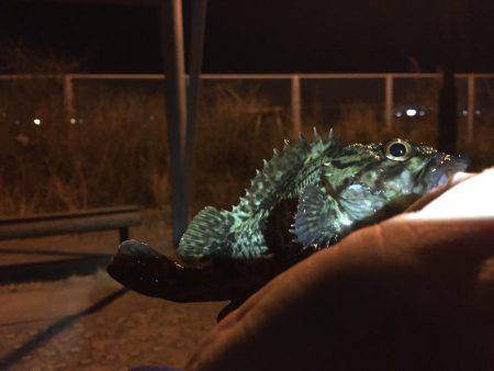 ある意味、五目釣り（笑）