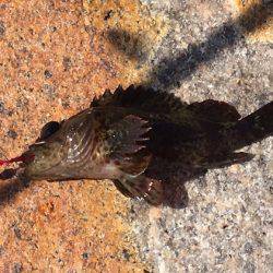 穴釣りでロック！