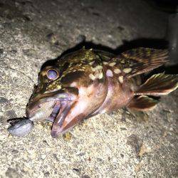 小メバルに良い様に遊ばれました(笑)