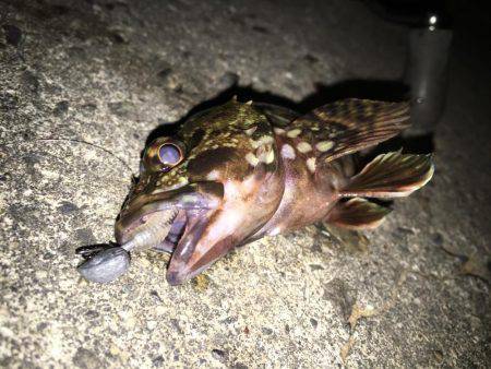 小メバルに良い様に遊ばれました(笑)